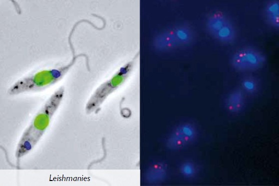 Leishmania