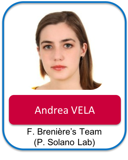 Vela andrea