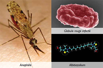 plasmodium