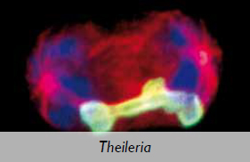 theileria