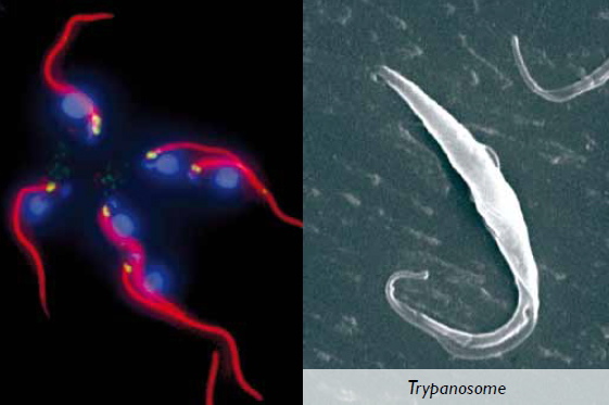 trypanosome